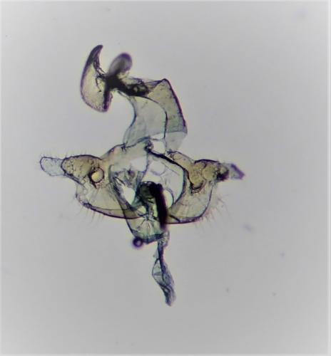 Coleophora laricella